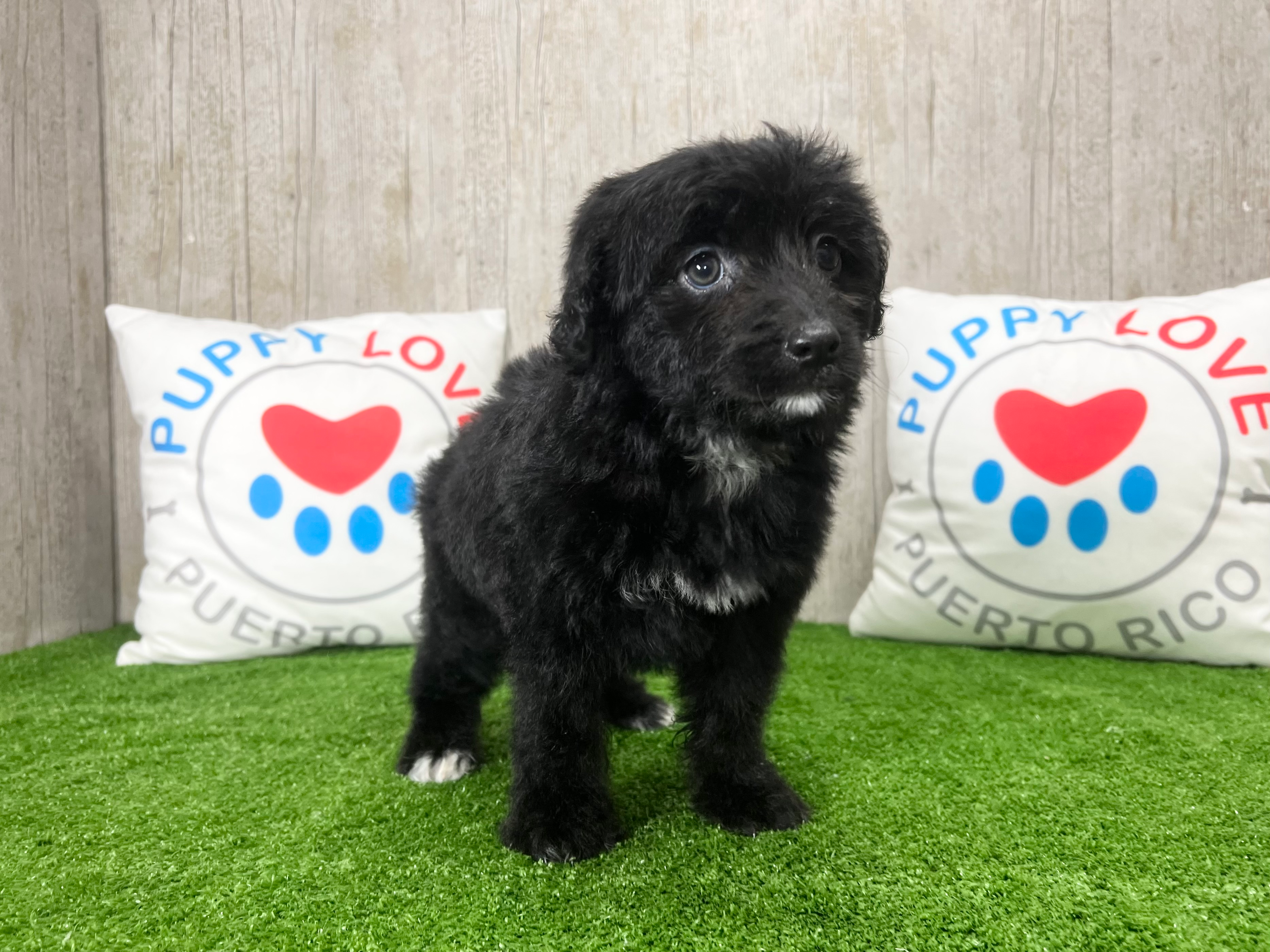 Cute Mini Aussiedoodle Baby