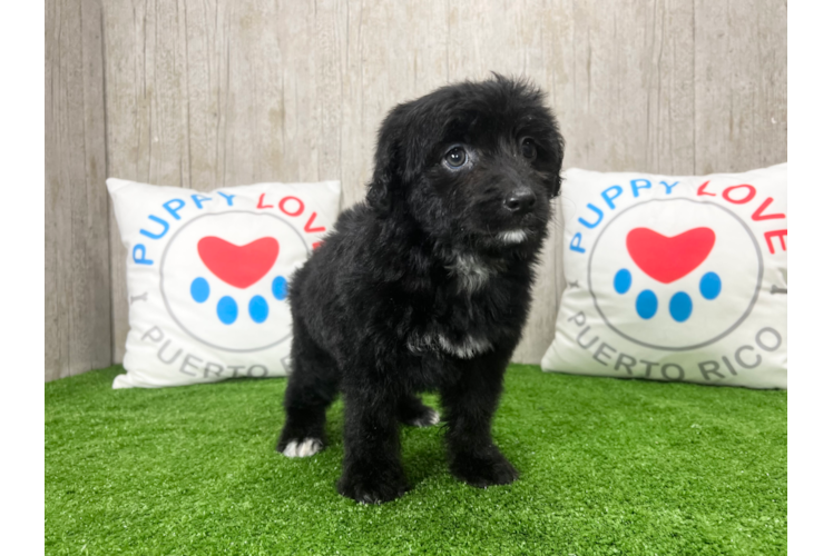 Cute Mini Aussiedoodle Baby