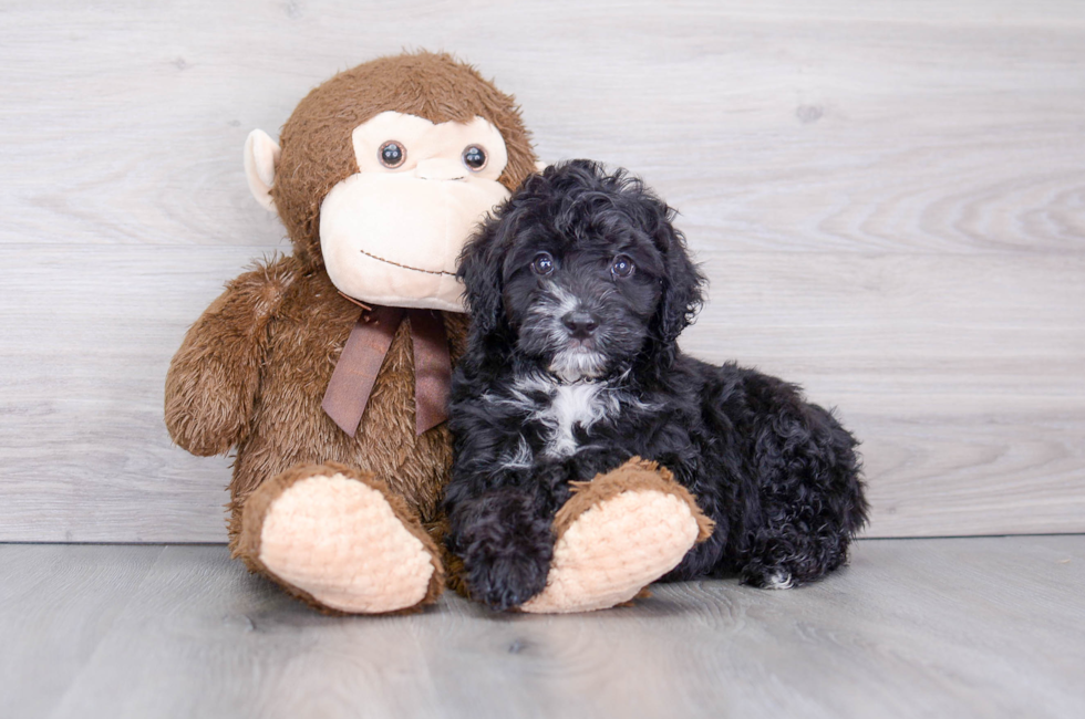 8 week old Mini Aussiedoodle Puppy For Sale - Puppy Love PR