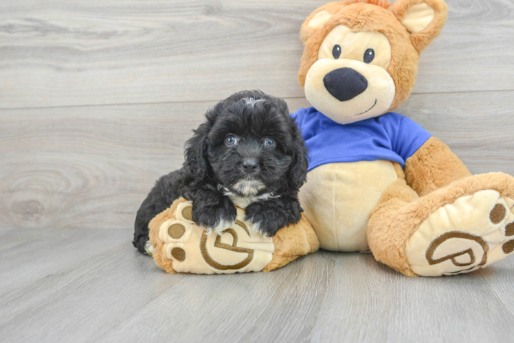 Meet Plato - our Mini Aussiedoodle Puppy Photo 1/3 - Puppy Love PR Friendly Mini Aussiedoodle Baby