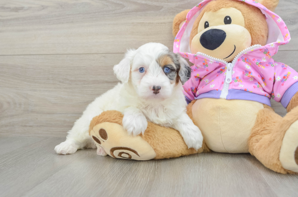 5 week old Mini Aussiedoodle Puppy For Sale - Puppy Love PR