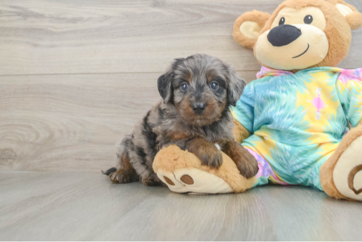 Best Mini Aussiedoodle Baby