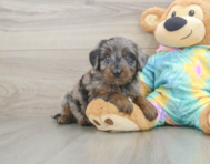 8 week old Mini Aussiedoodle Puppy For Sale - Puppy Love PR
