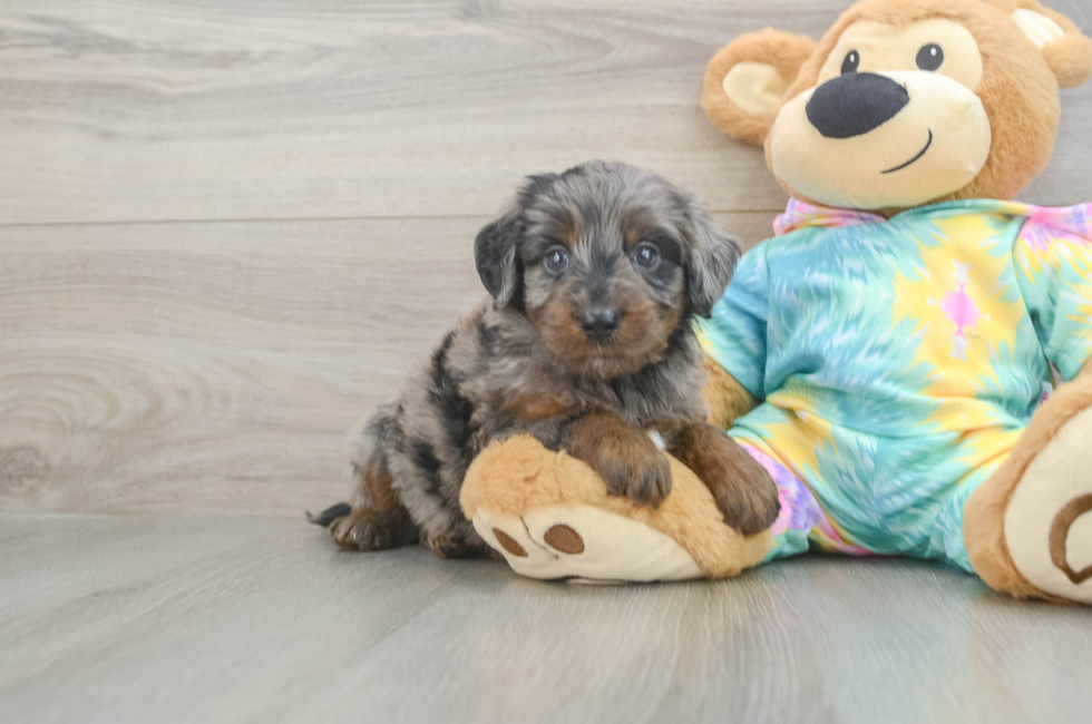 6 week old Mini Aussiedoodle Puppy For Sale - Puppy Love PR