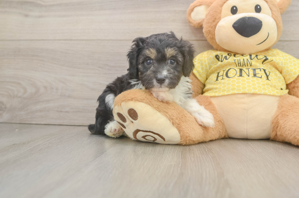 5 week old Mini Aussiedoodle Puppy For Sale - Puppy Love PR
