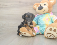 7 week old Mini Aussiedoodle Puppy For Sale - Puppy Love PR