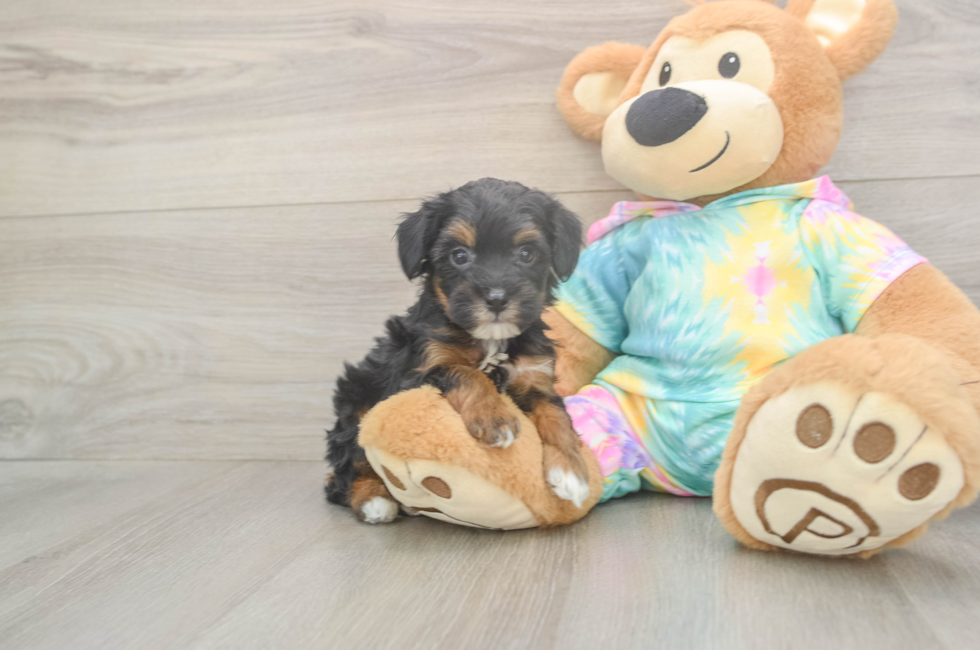 5 week old Mini Aussiedoodle Puppy For Sale - Puppy Love PR