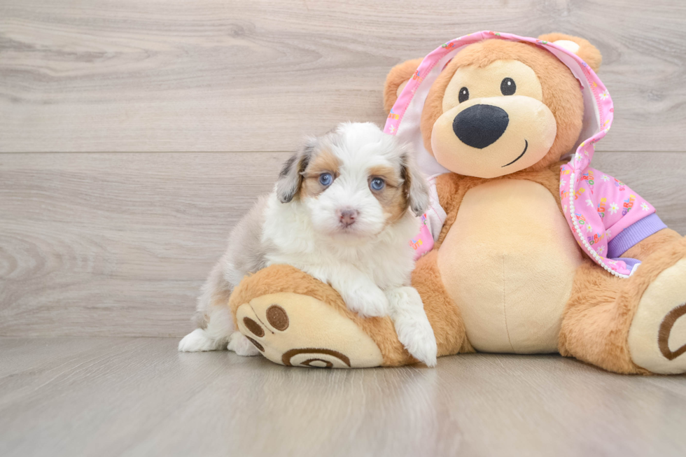 Funny Mini Aussiedoodle Poodle Mix Pup