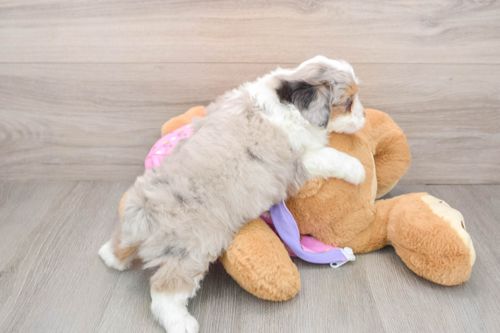 Hypoallergenic Aussiepoo Poodle Mix Puppy