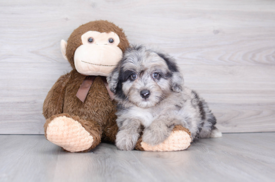 Cute Mini Aussiedoodle Baby