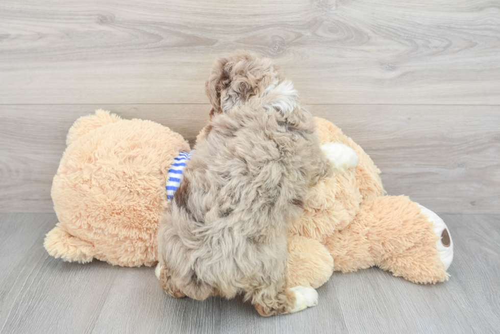 Little Aussiepoo Poodle Mix Puppy