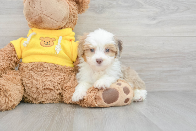 Meet Pongo - our Mini Aussiedoodle Puppy Photo 1/3 - Puppy Love PR Mini Aussiedoodle Puppy for Adoption