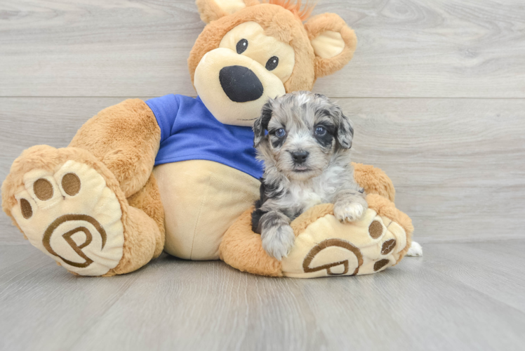 Meet Pongo - our Mini Aussiedoodle Puppy Photo 1/3 - Puppy Love PR Best Mini Aussiedoodle Baby