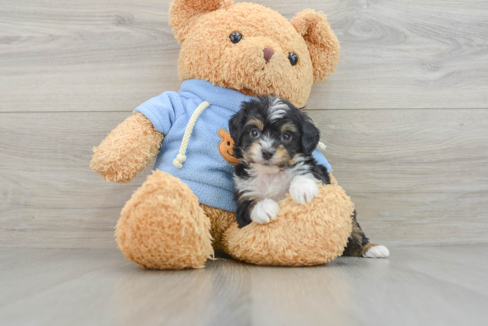 Mini Aussiedoodle Pup Being Cute