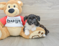 9 week old Mini Aussiedoodle Puppy For Sale - Puppy Love PR