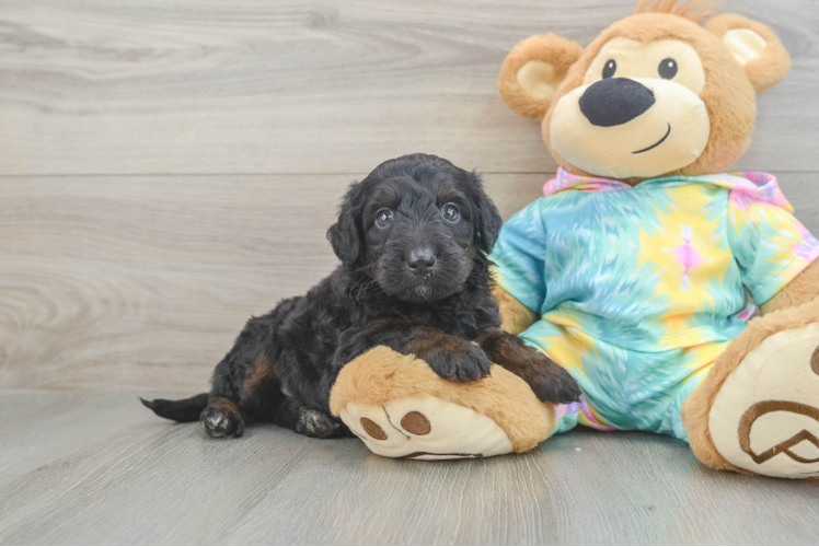 Mini Aussiedoodle Puppy for Adoption