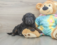 8 week old Mini Aussiedoodle Puppy For Sale - Puppy Love PR