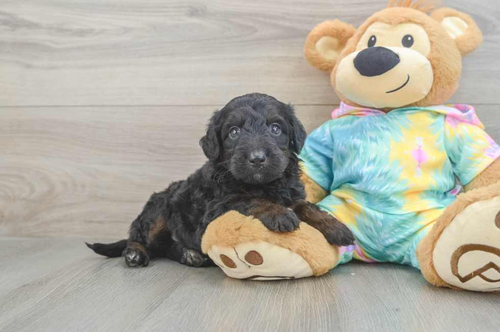 6 week old Mini Aussiedoodle Puppy For Sale - Puppy Love PR