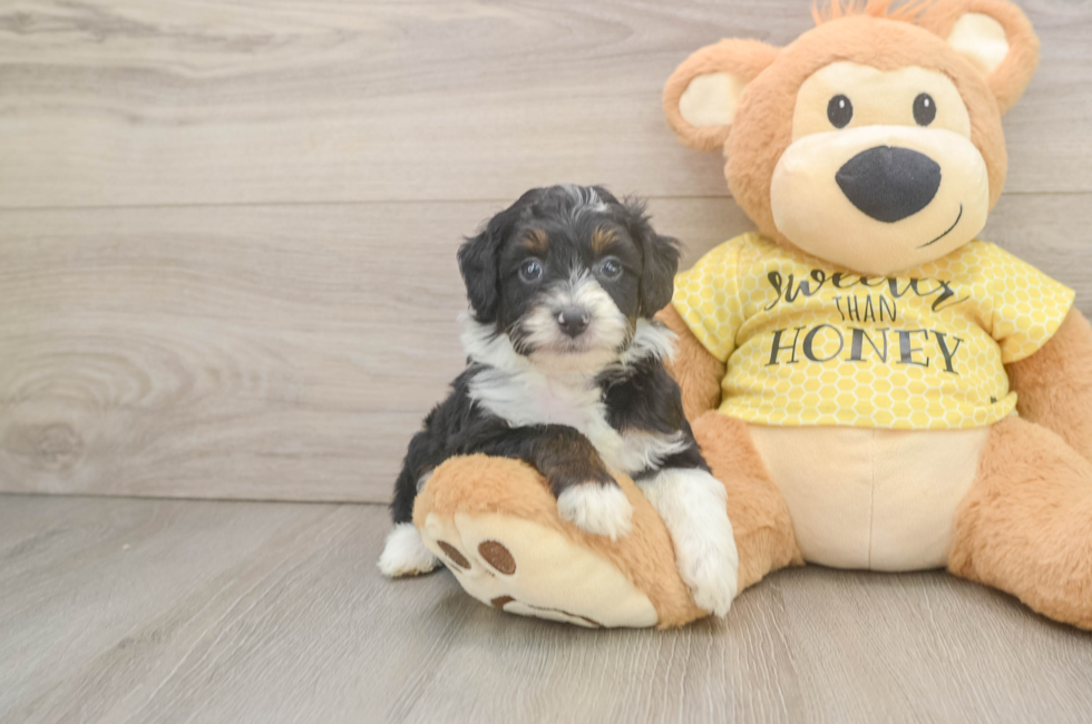 5 week old Mini Aussiedoodle Puppy For Sale - Puppy Love PR