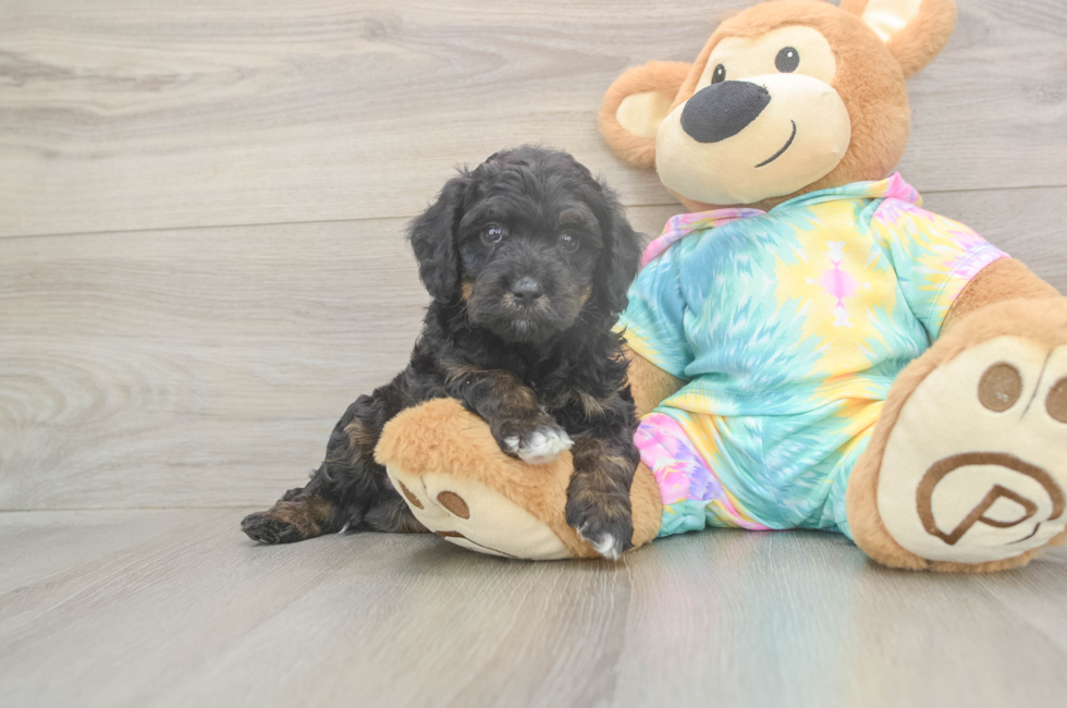 5 week old Mini Aussiedoodle Puppy For Sale - Puppy Love PR