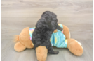 Funny Mini Aussiedoodle Poodle Mix Pup