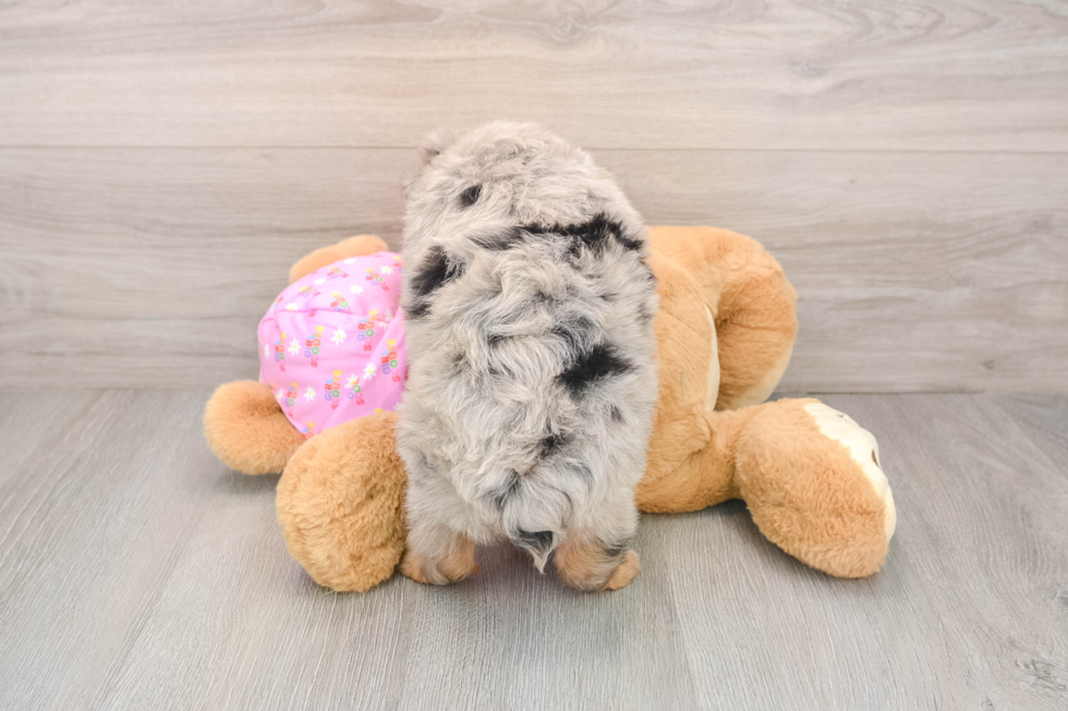 Best Mini Aussiedoodle Baby