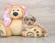 7 week old Mini Aussiedoodle Puppy For Sale - Puppy Love PR