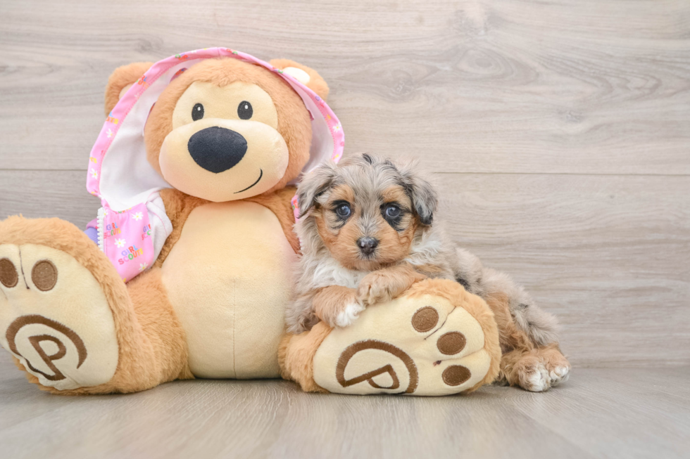 Fluffy Mini Aussiedoodle Poodle Mix Pup