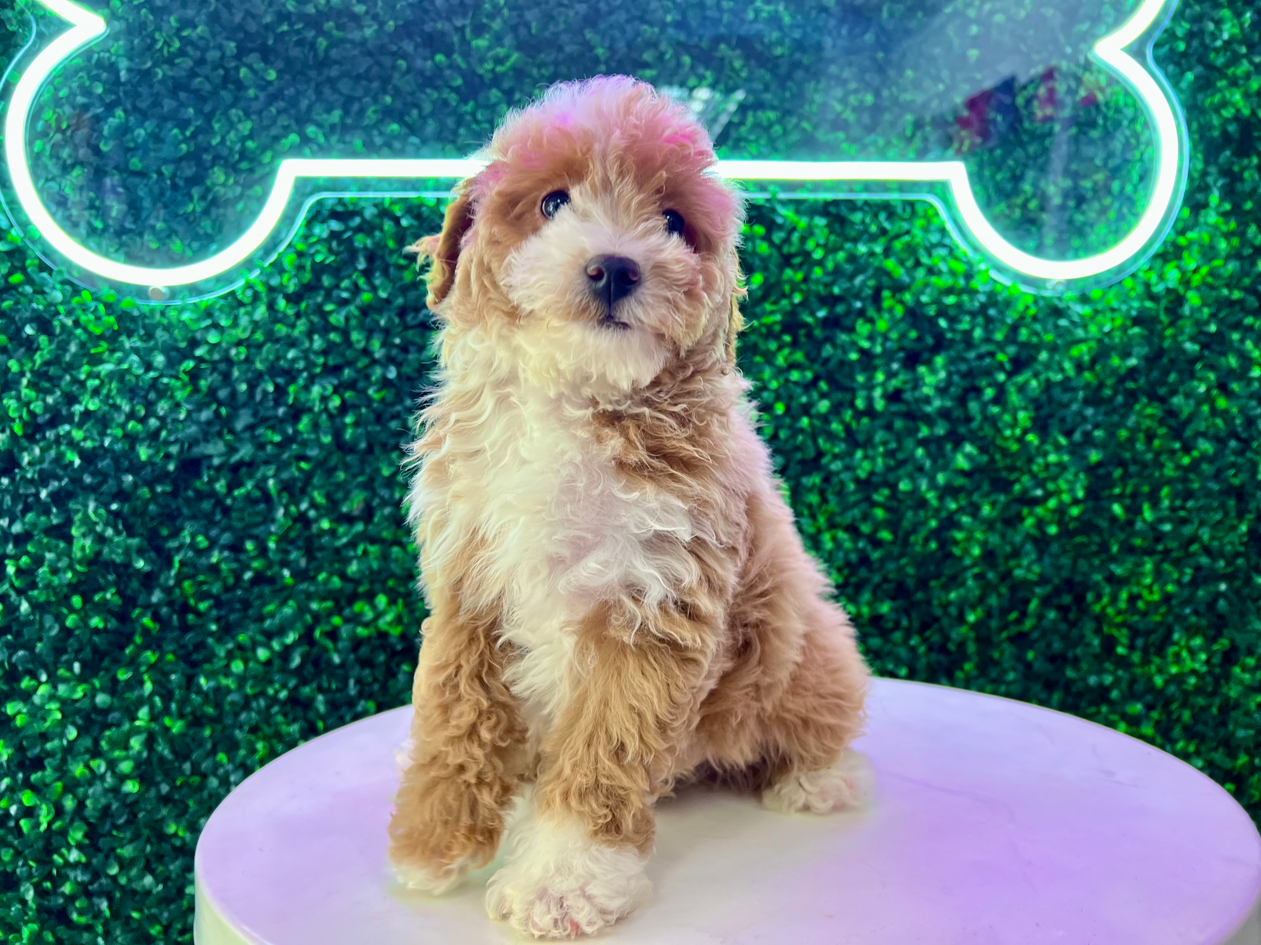 Mini Aussiedoodle Pup Being Cute