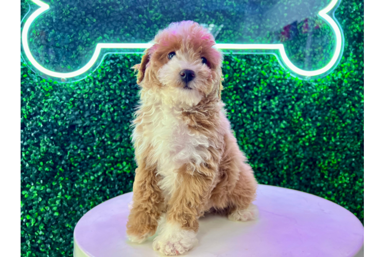 Mini Aussiedoodle Pup Being Cute