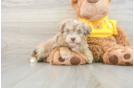 Best Mini Aussiedoodle Baby