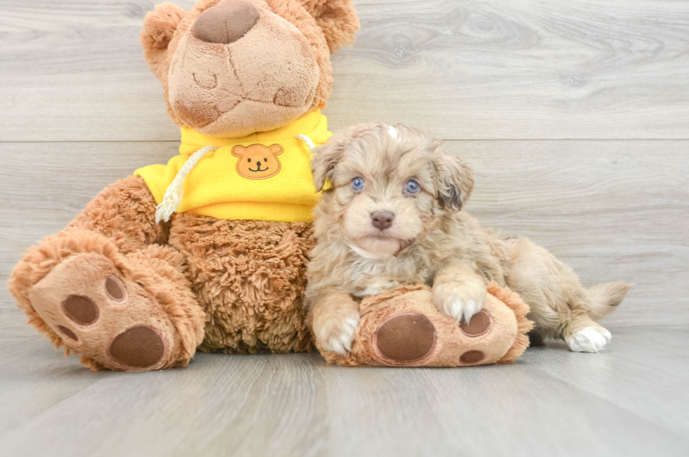 6 week old Mini Aussiedoodle Puppy For Sale - Puppy Love PR