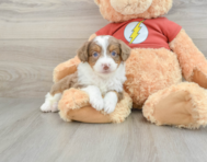 7 week old Mini Aussiedoodle Puppy For Sale - Puppy Love PR