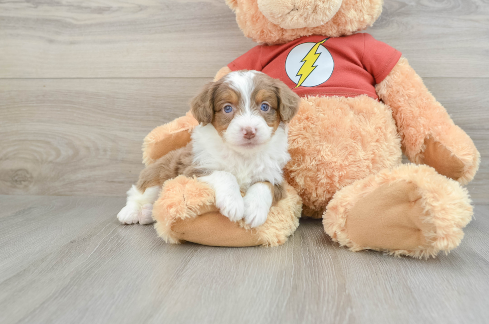 7 week old Mini Aussiedoodle Puppy For Sale - Puppy Love PR