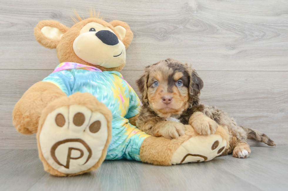 7 week old Mini Aussiedoodle Puppy For Sale - Puppy Love PR