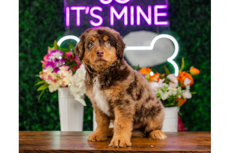 Mini Aussiedoodle Pup Being Cute