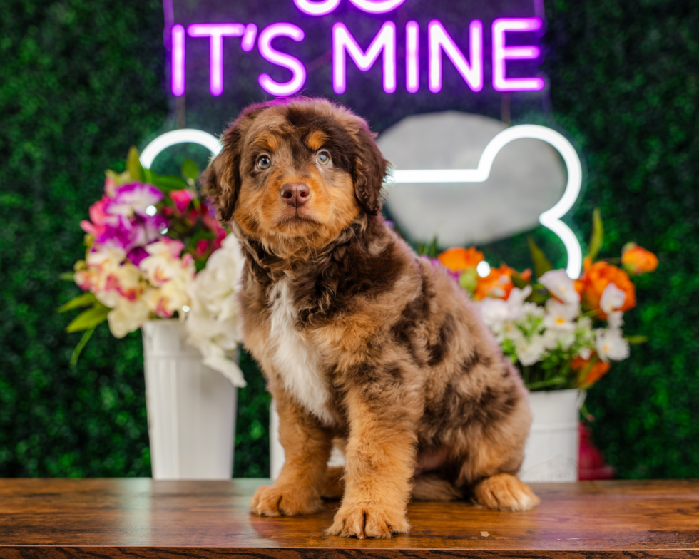 Mini Aussiedoodle Pup Being Cute