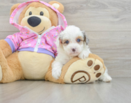 8 week old Mini Aussiedoodle Puppy For Sale - Puppy Love PR