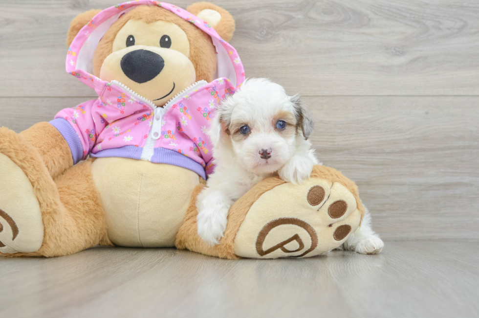 5 week old Mini Aussiedoodle Puppy For Sale - Puppy Love PR