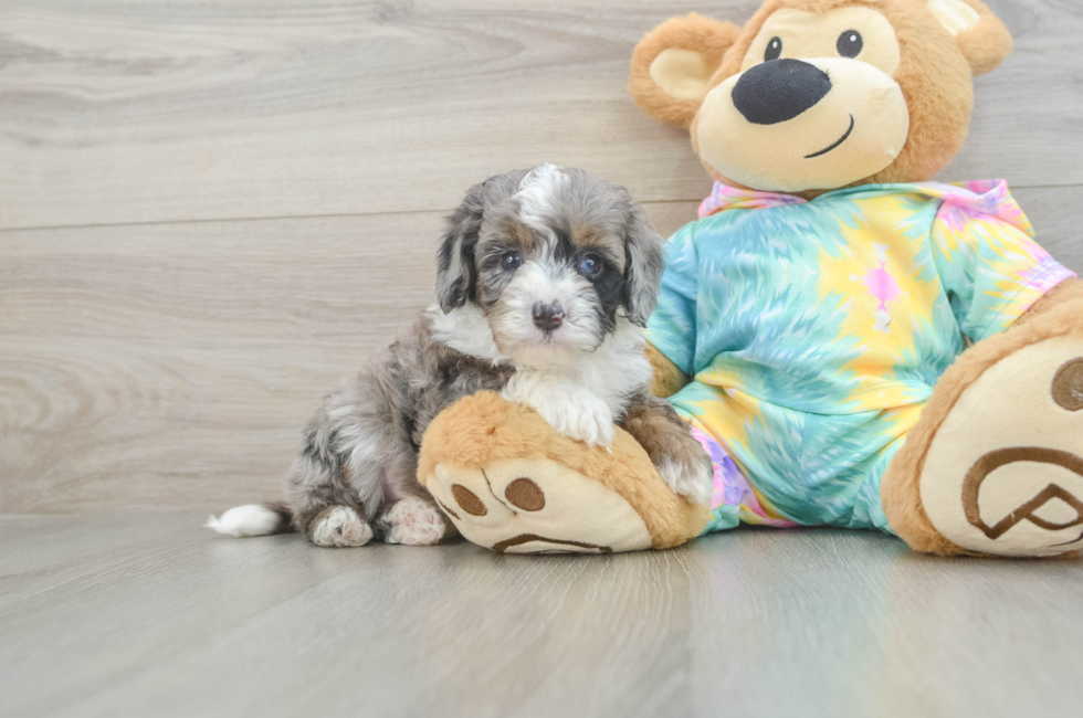 6 week old Mini Aussiedoodle Puppy For Sale - Puppy Love PR