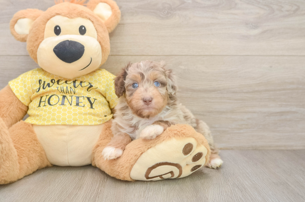 5 week old Mini Aussiedoodle Puppy For Sale - Puppy Love PR