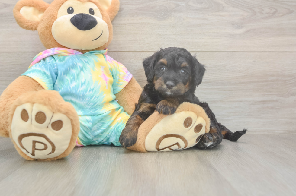 5 week old Mini Aussiedoodle Puppy For Sale - Puppy Love PR