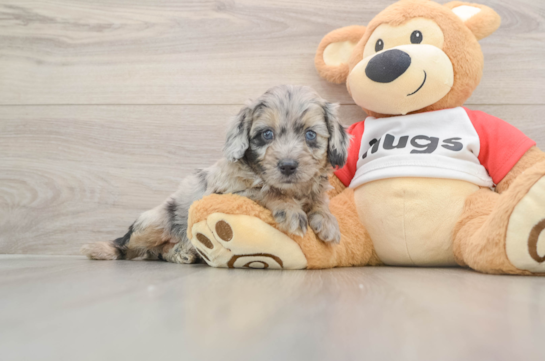 Mini Aussiedoodle Pup Being Cute