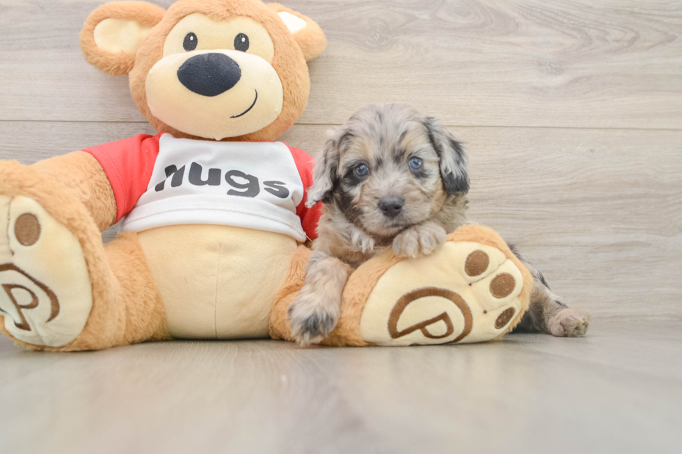 Cute Mini Aussiedoodle Baby