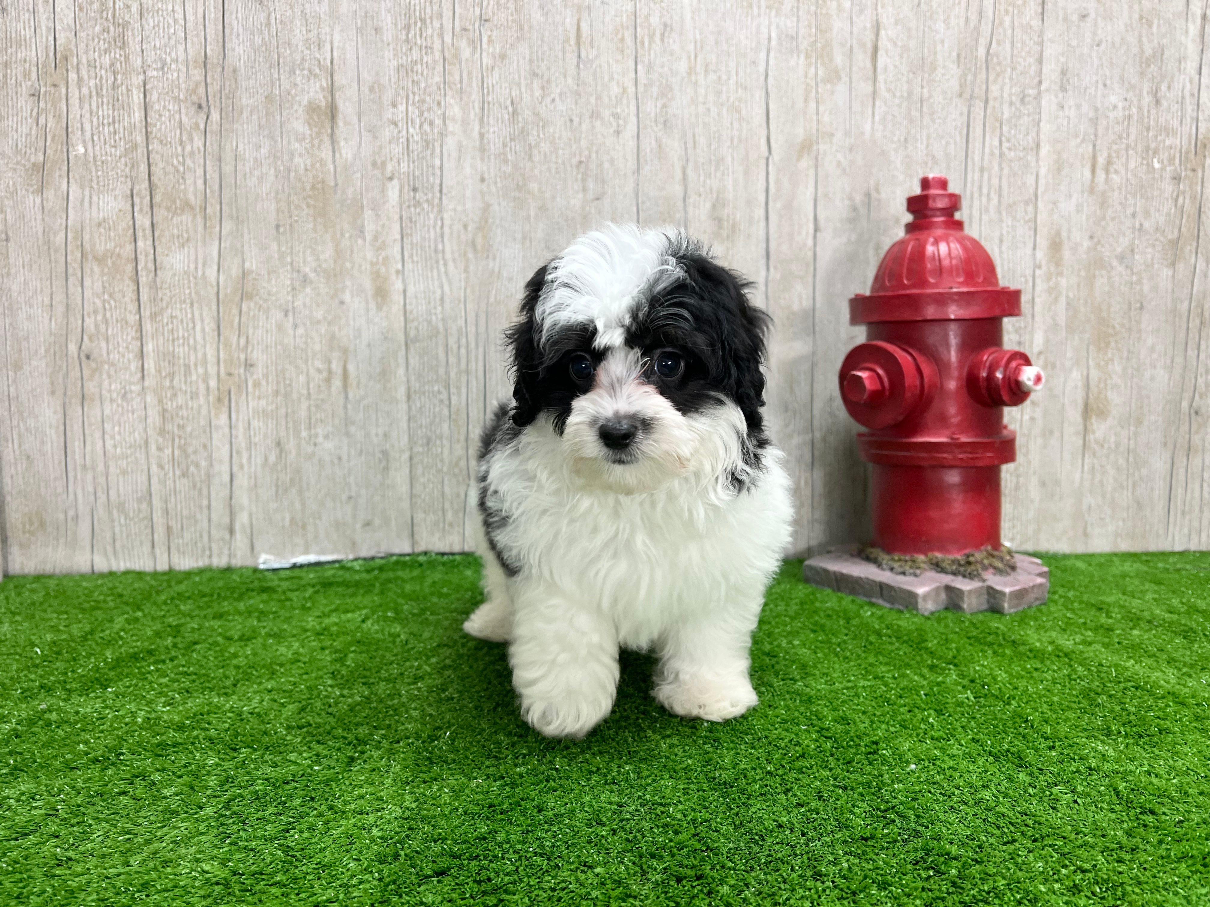 Cute Mini Aussiedoodle Baby