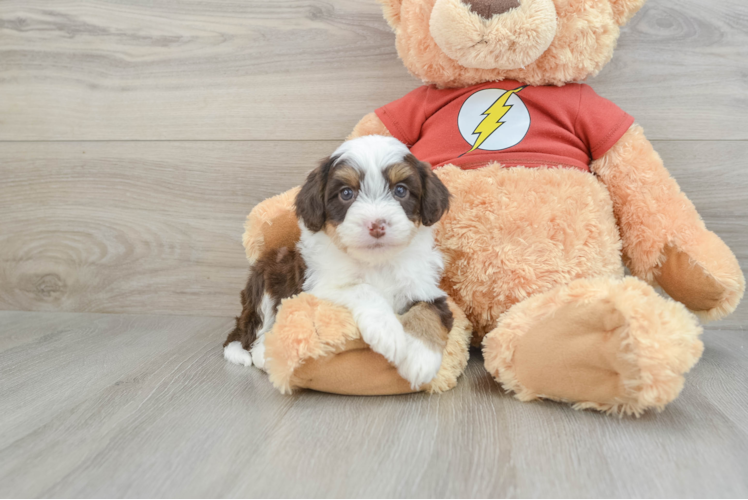 Mini Aussiedoodle Puppy for Adoption