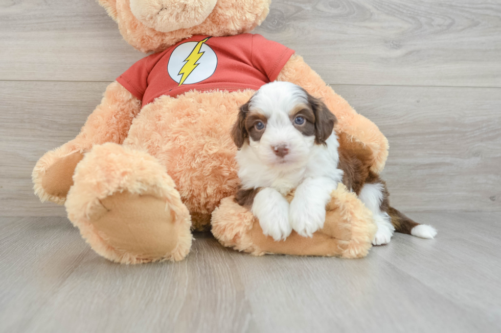 Mini Aussiedoodle Pup Being Cute