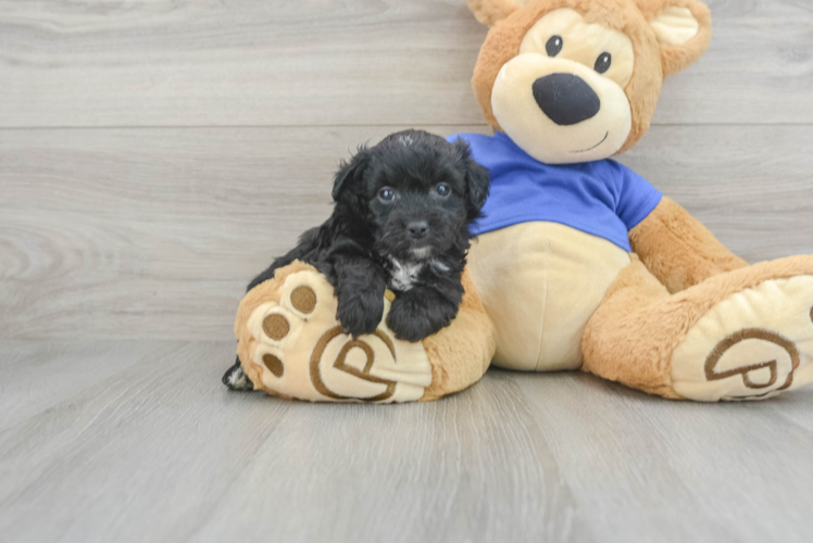 Meet Prue - our Mini Aussiedoodle Puppy Photo 1/3 - Puppy Love PR Smart Mini Aussiedoodle Poodle Mix Pup