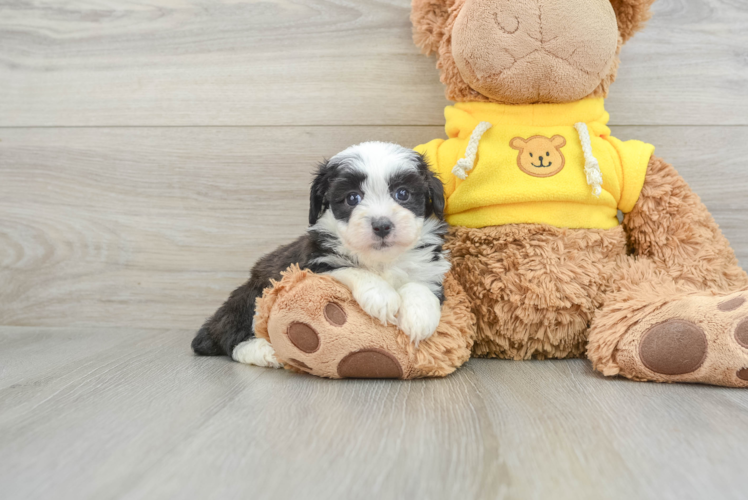 Meet Prue - our Mini Aussiedoodle Puppy Photo 1/3 - Puppy Love PR Energetic Aussie Poo Poodle Mix Puppy