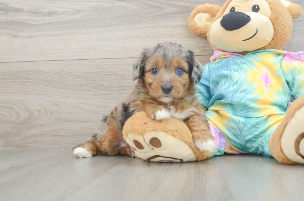 6 week old Mini Aussiedoodle Puppy For Sale - Puppy Love PR